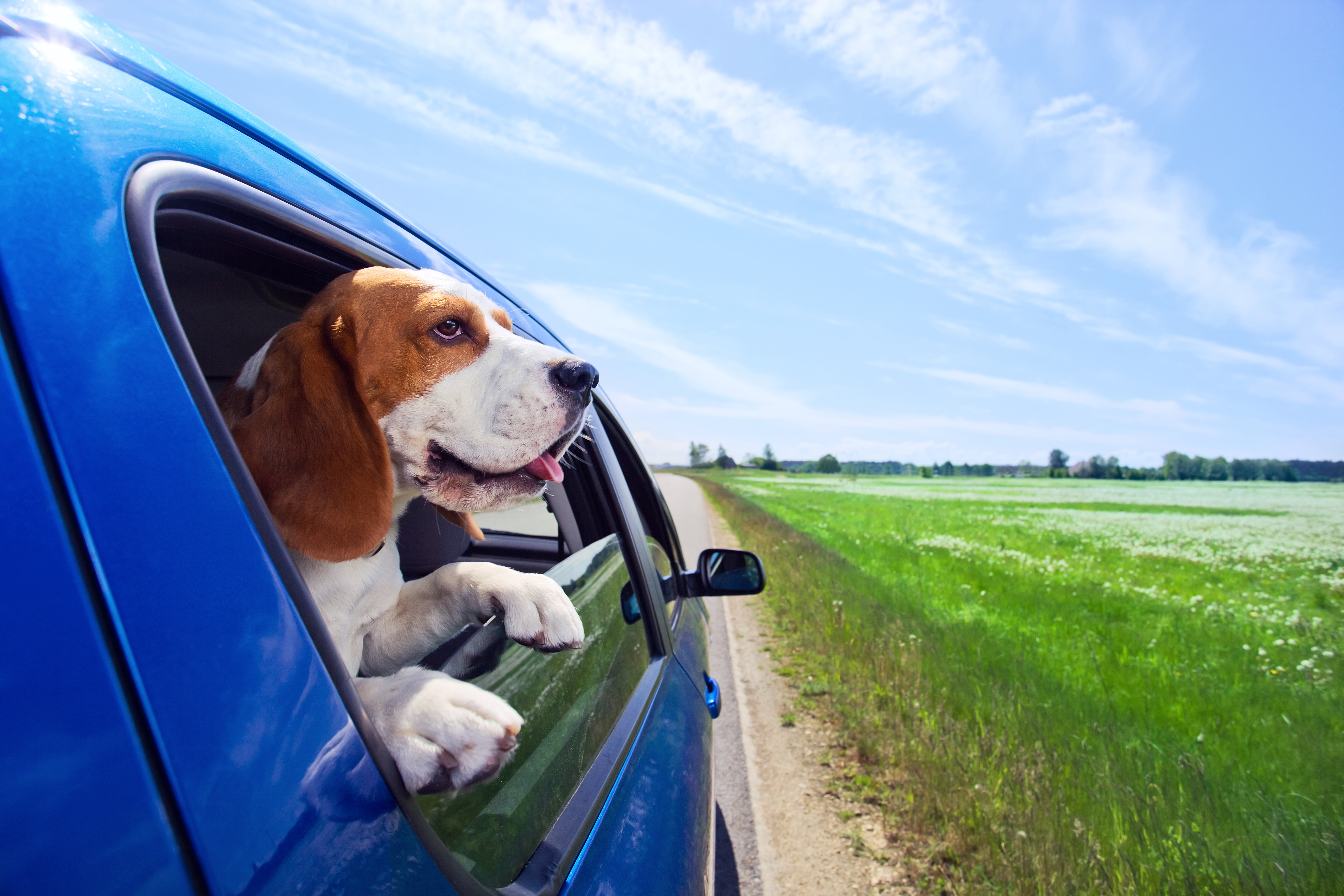 leksikon Gennemsigtig hvor ofte Rasta hunden på bilresan – här kan du stanna - Företagarna